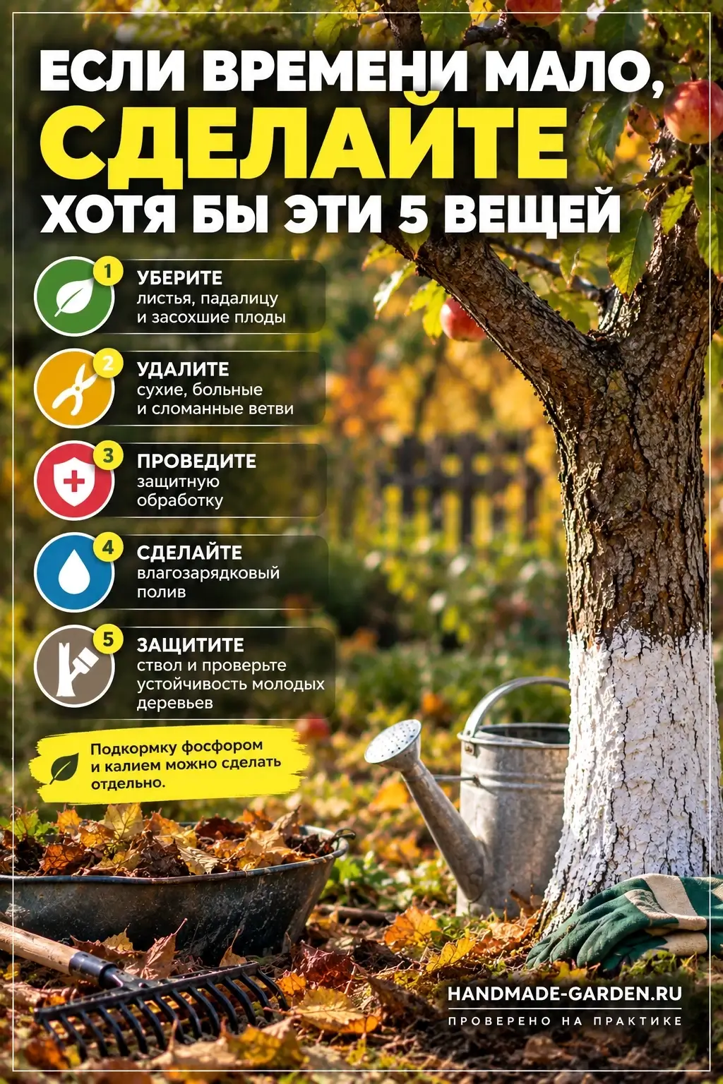 Осенний уход за яблоней: полив после листопада, подкормка без азота, санитарная обрезка