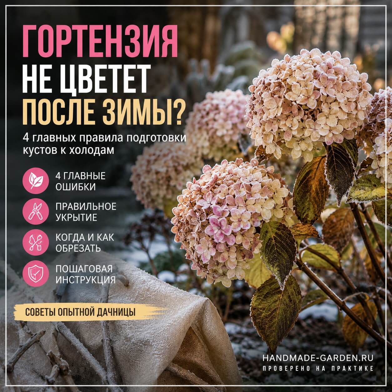 ошибки при укрытии гортензий на зиму