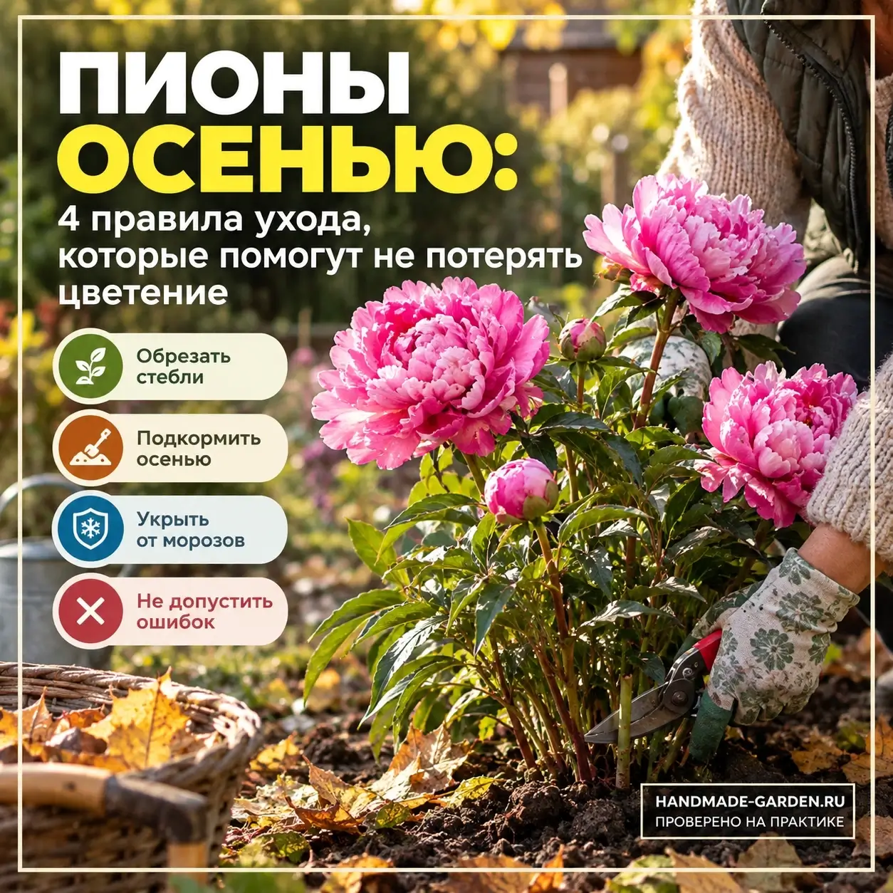 Пионы осенью: 4 правила ухода, которые помогут не потерять цветение
