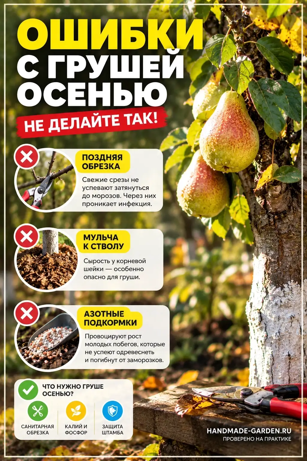 Ошибки, которые чаще всего допускают с грушей осенью