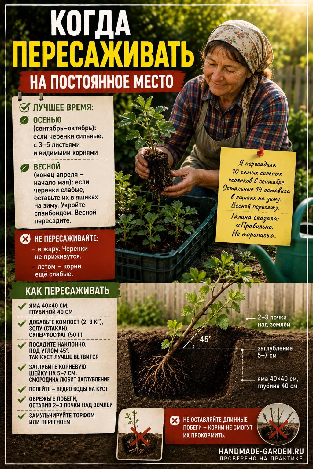 Когда пересаживать на постоянное место