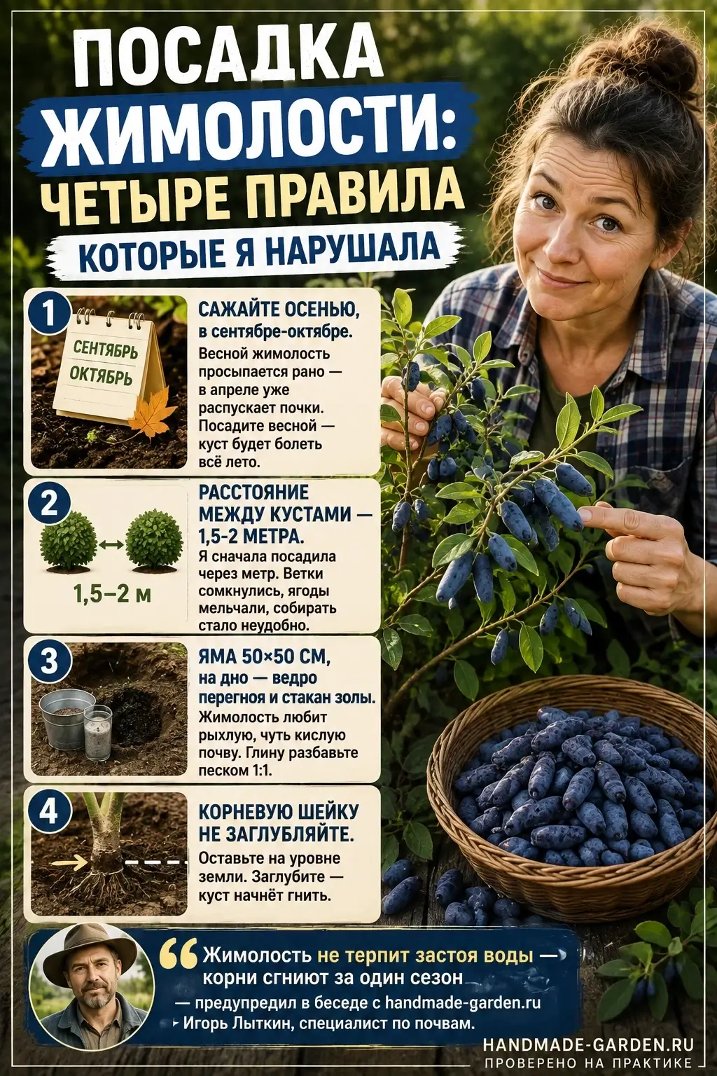 Посадка жимолости: четыре правила