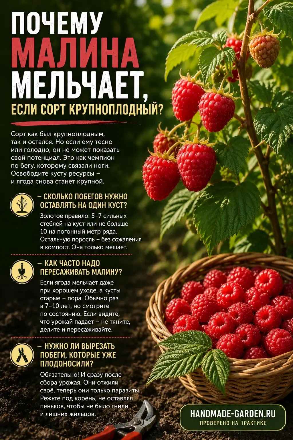 Малина стала мелкой