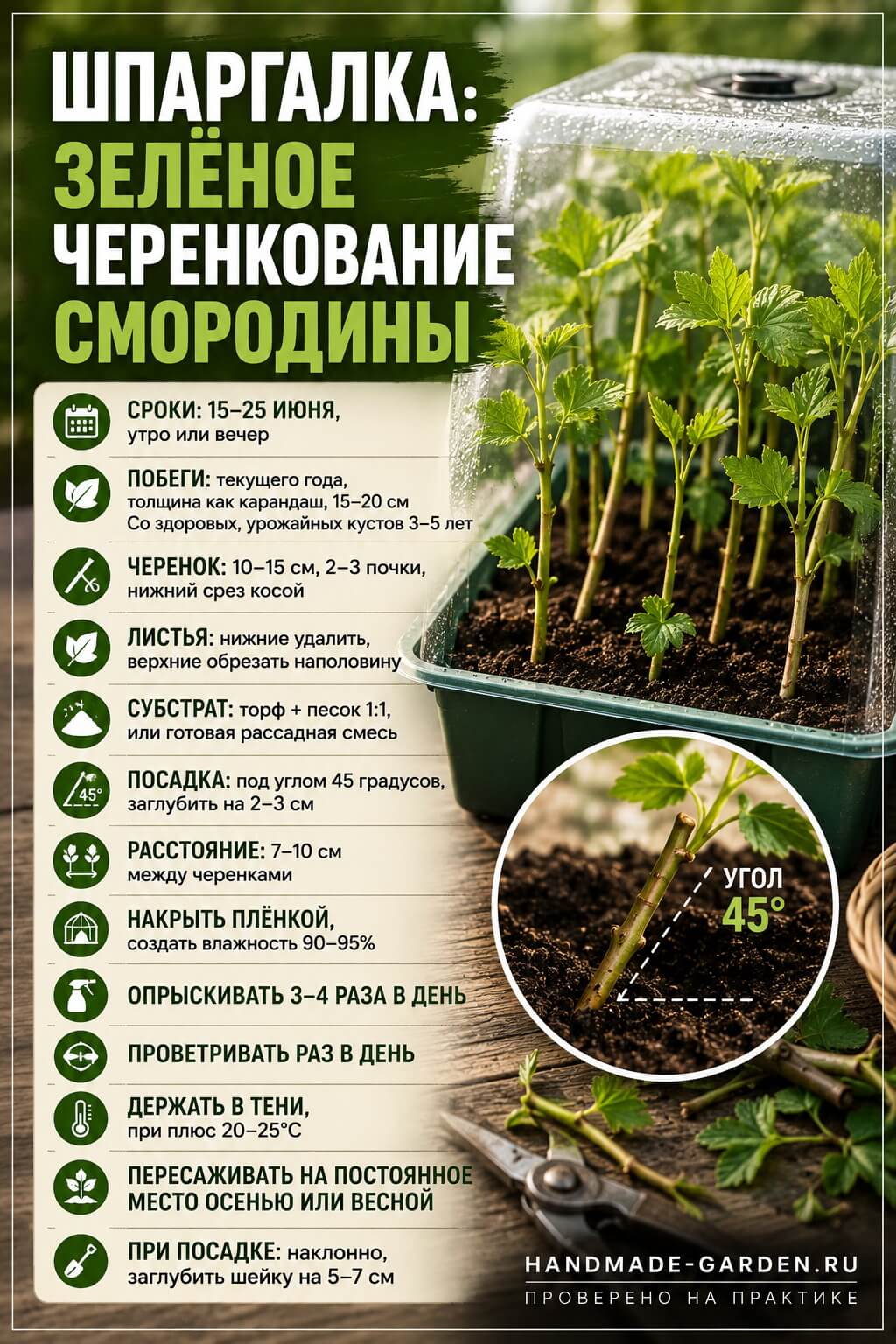 На постоянное место черенки сажают так же, как обычные саженцы.