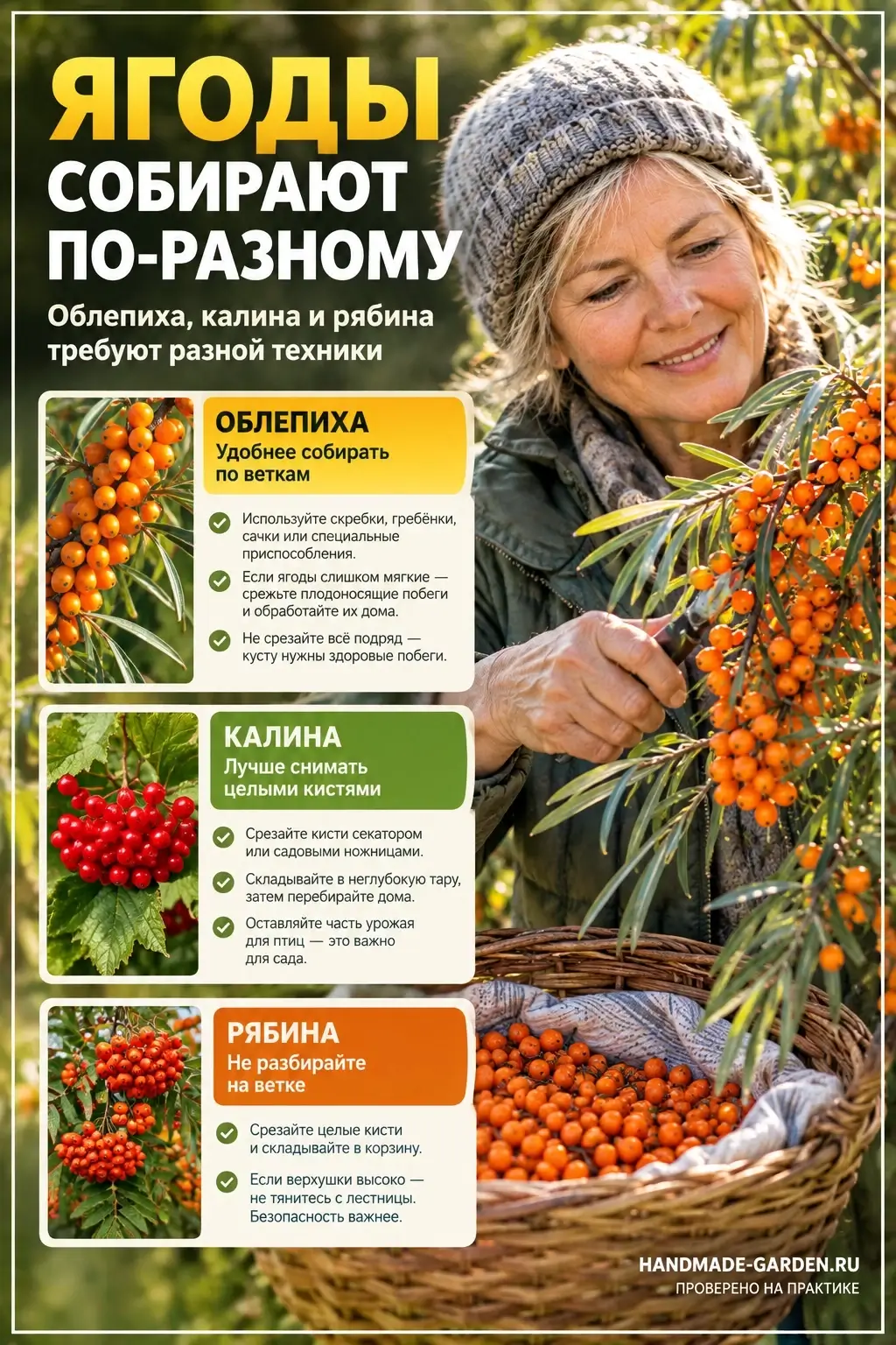 Облепиха, калина и рябина требуют разной техники сбора ягод