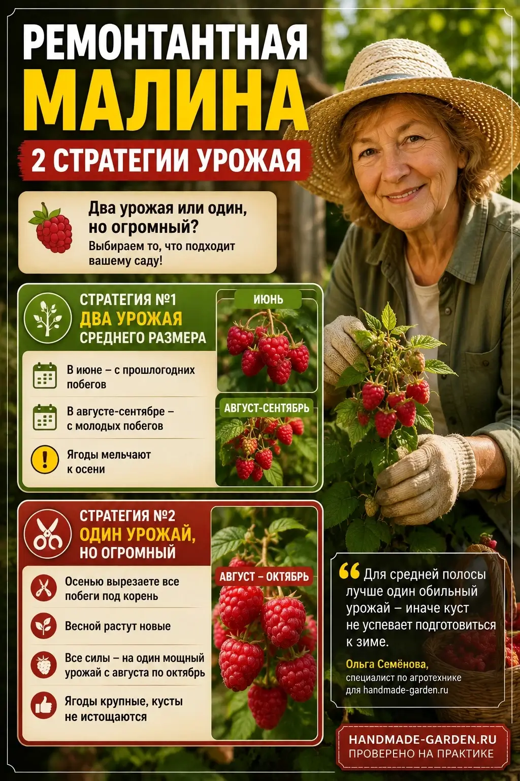Ремонтантная малина обрезаем правильно