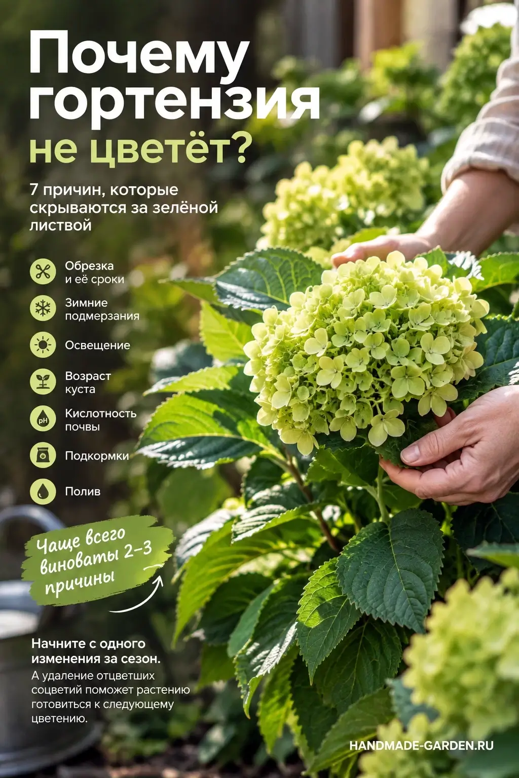 Почему гортензия не цветет