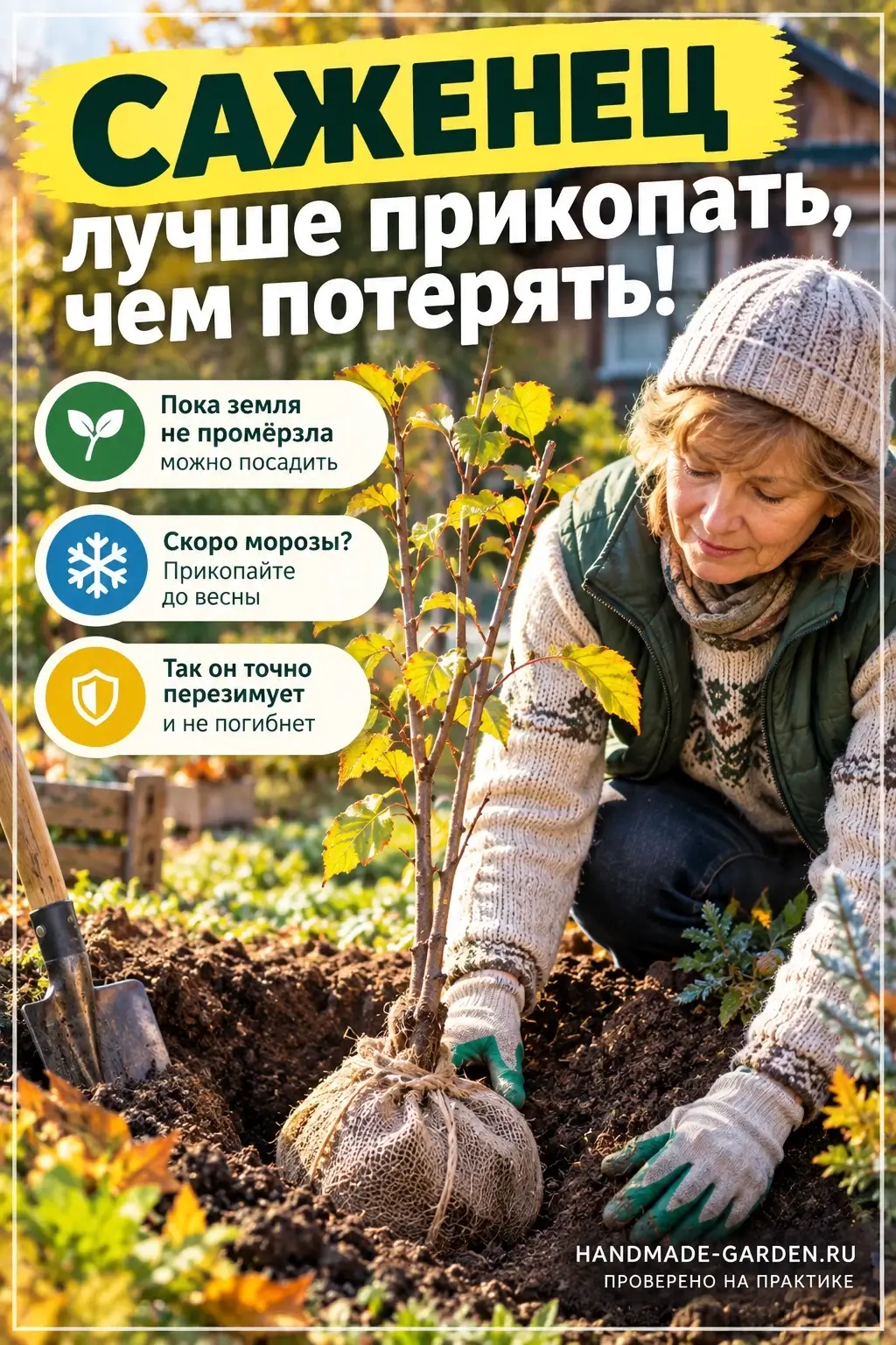 саженец поздней осенью сажать или прикопать