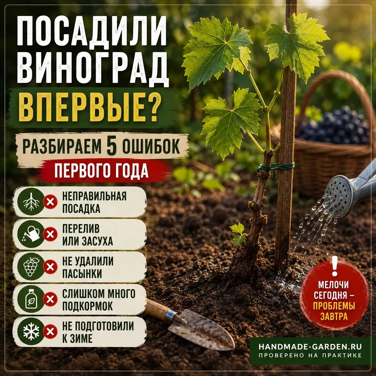 Посадили виноград впервые? Разбираем 5 ошибок первого года