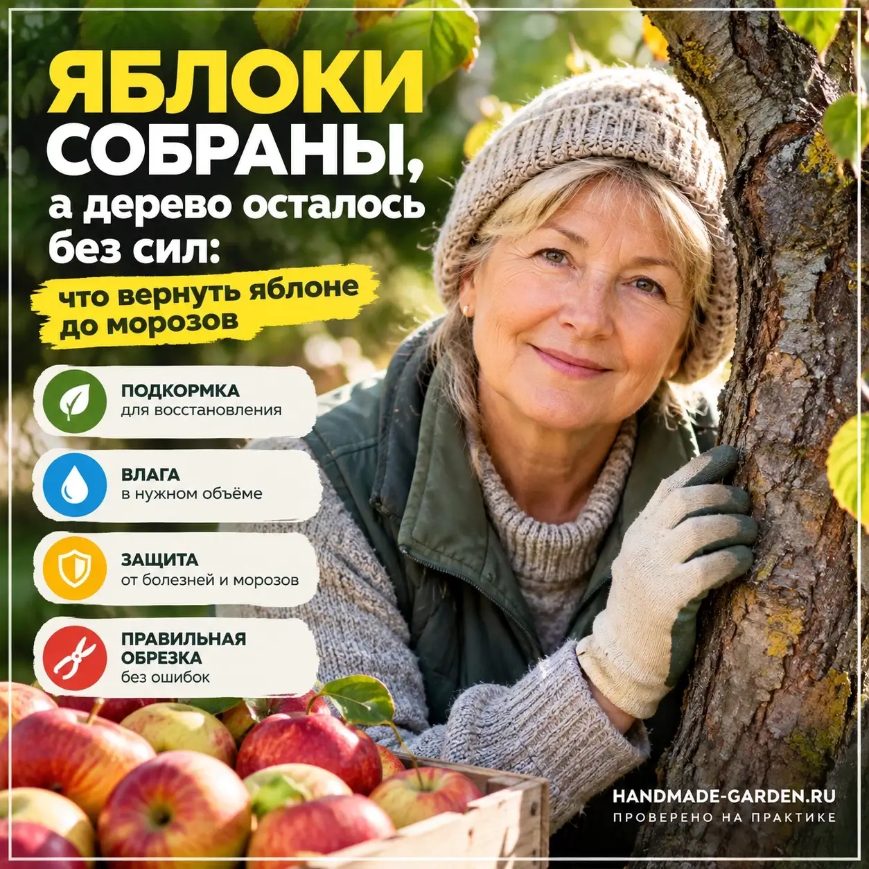 Яблоки собраны, а дерево осталось без сил: что вернуть яблоне до морозов