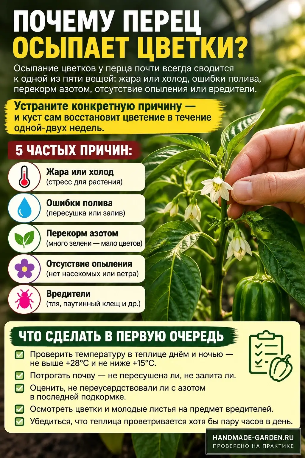перец &laquo;роняет&raquo; цветы