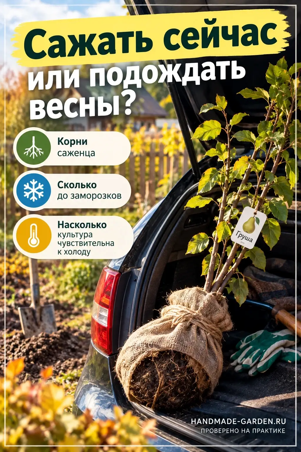 Когда саженец лучше не высаживать, а прикопать