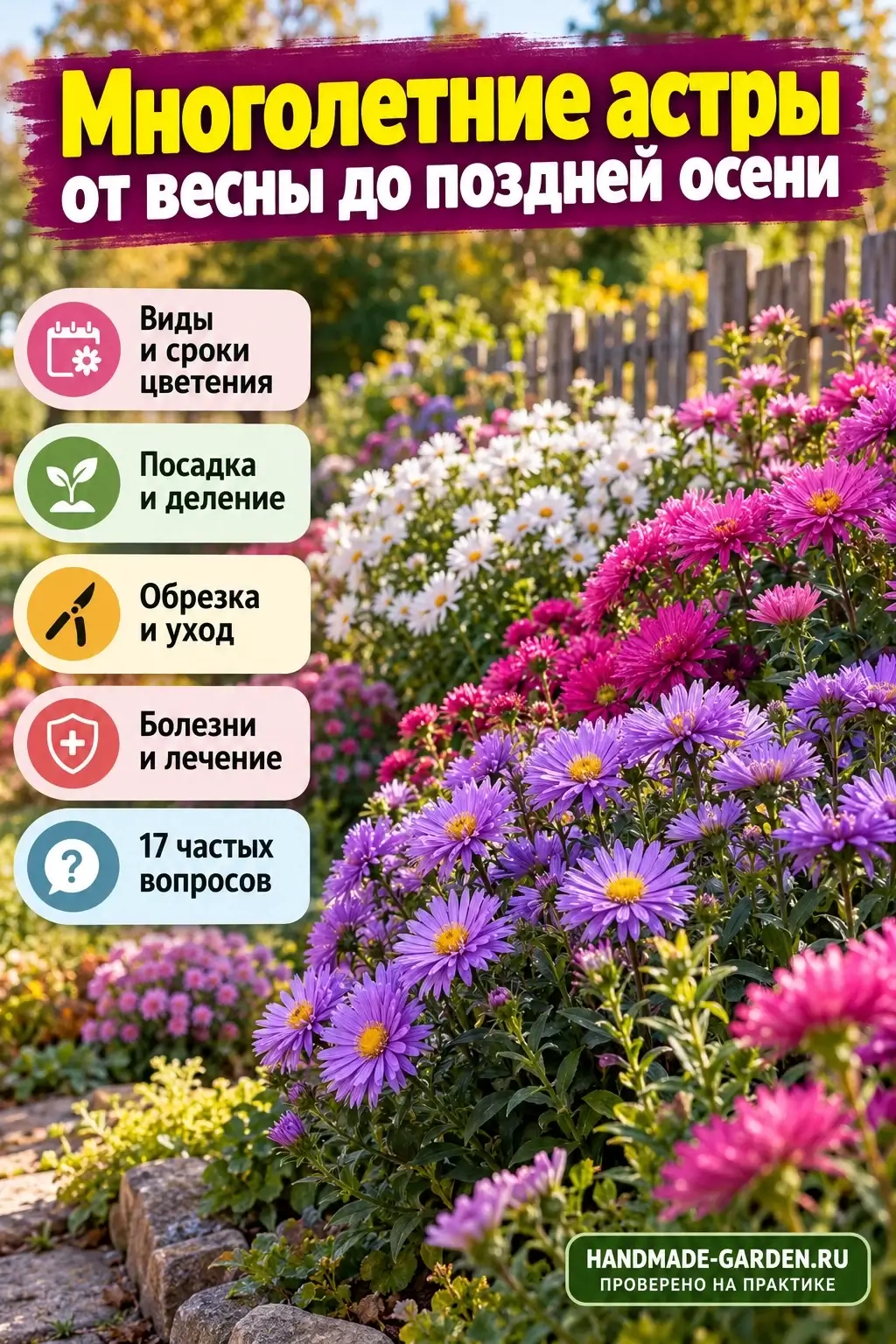 Многолетние астры: виды