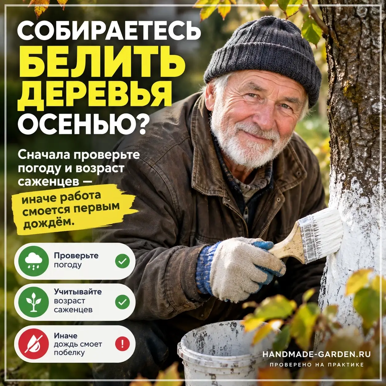 Побелка деревьев осенью, чтобы известь не смыло дождём, а работа не пропала зря