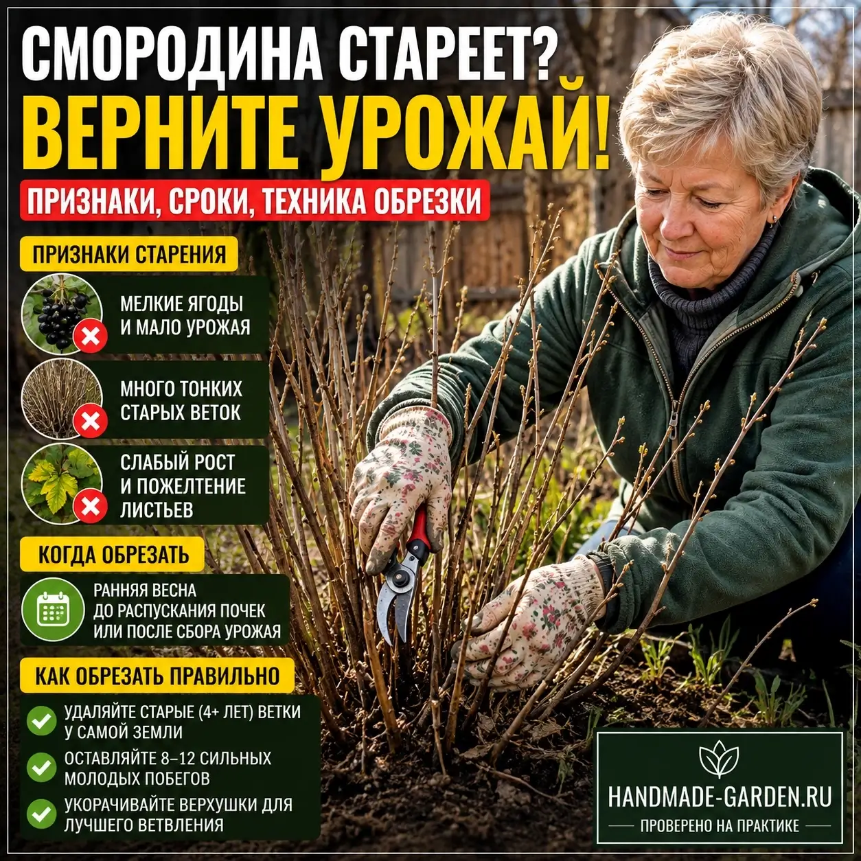 Пять признаков, что вашей смородине нужна капитальная обрезка