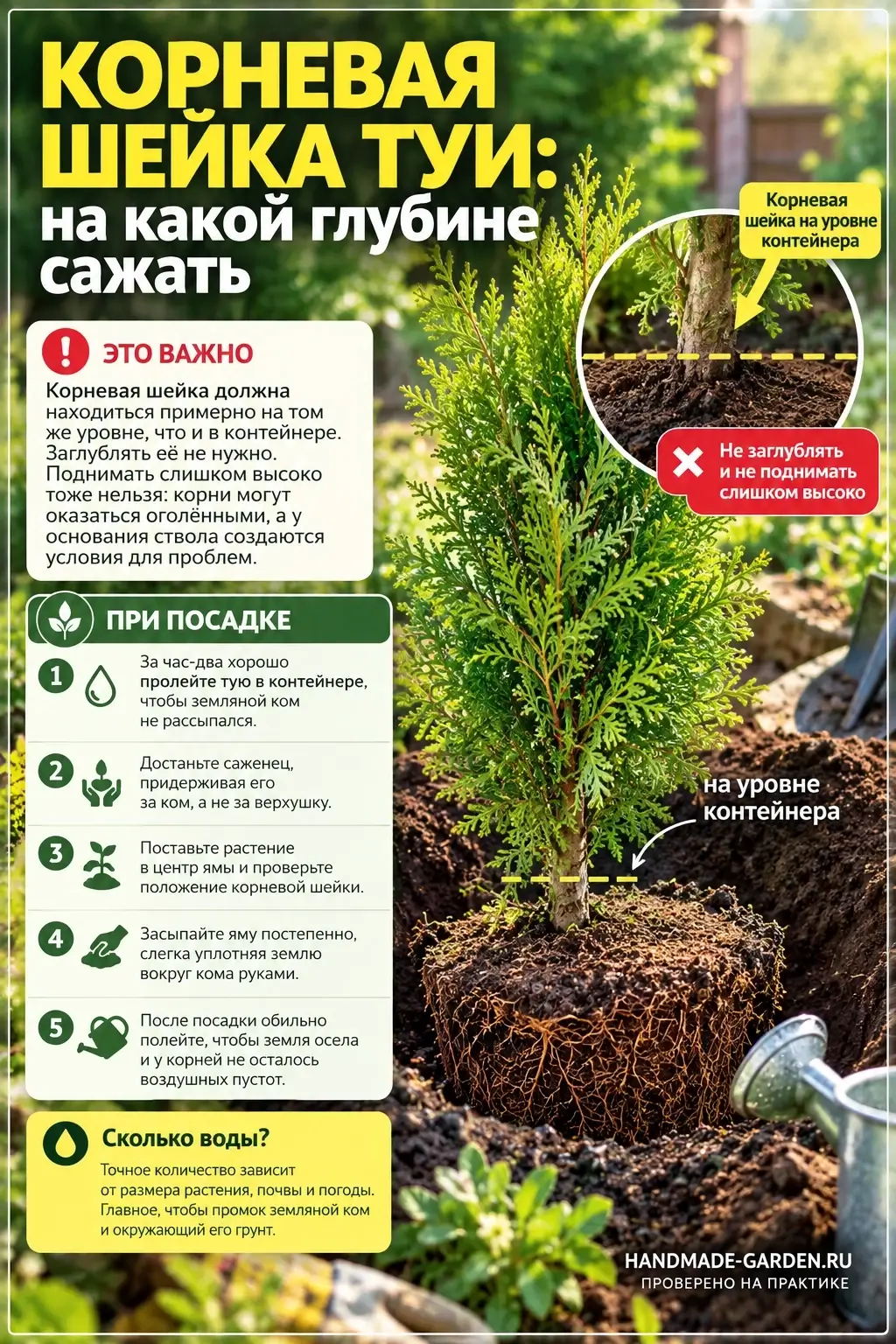 Корневая шейка при посадке туи