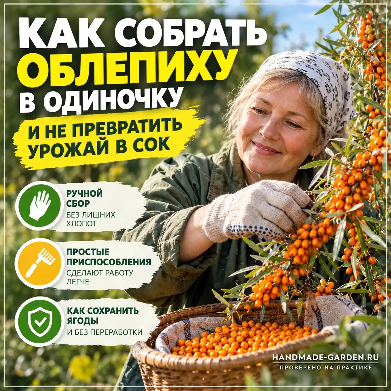 облепиха собирается осторожно