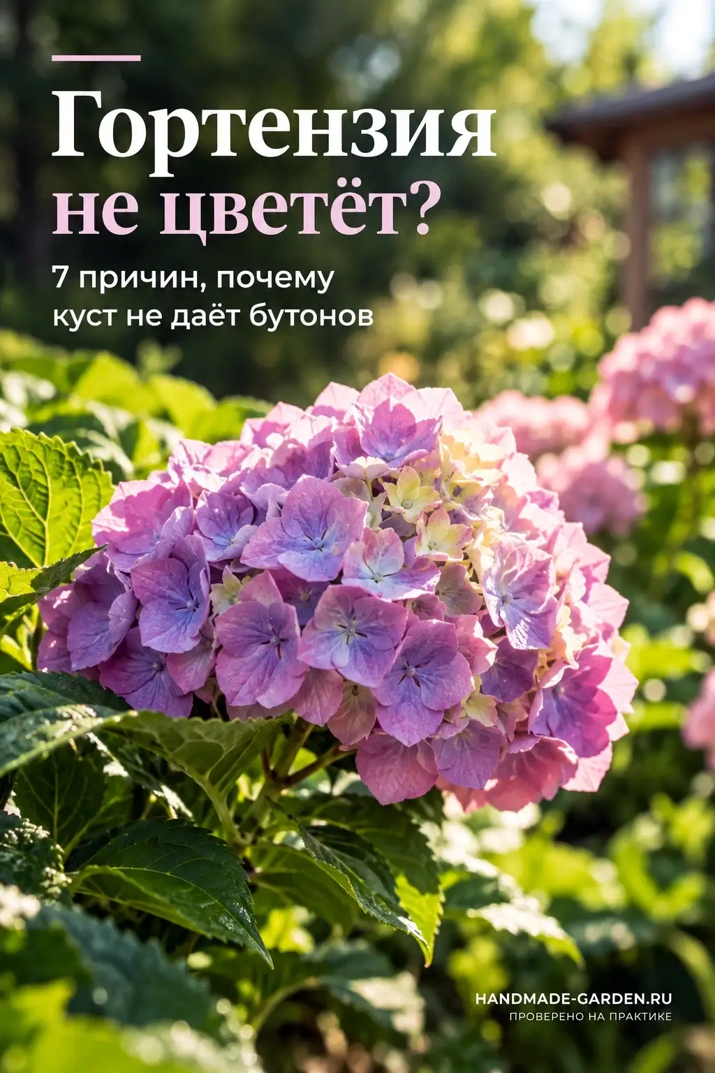 гортензия не цветет