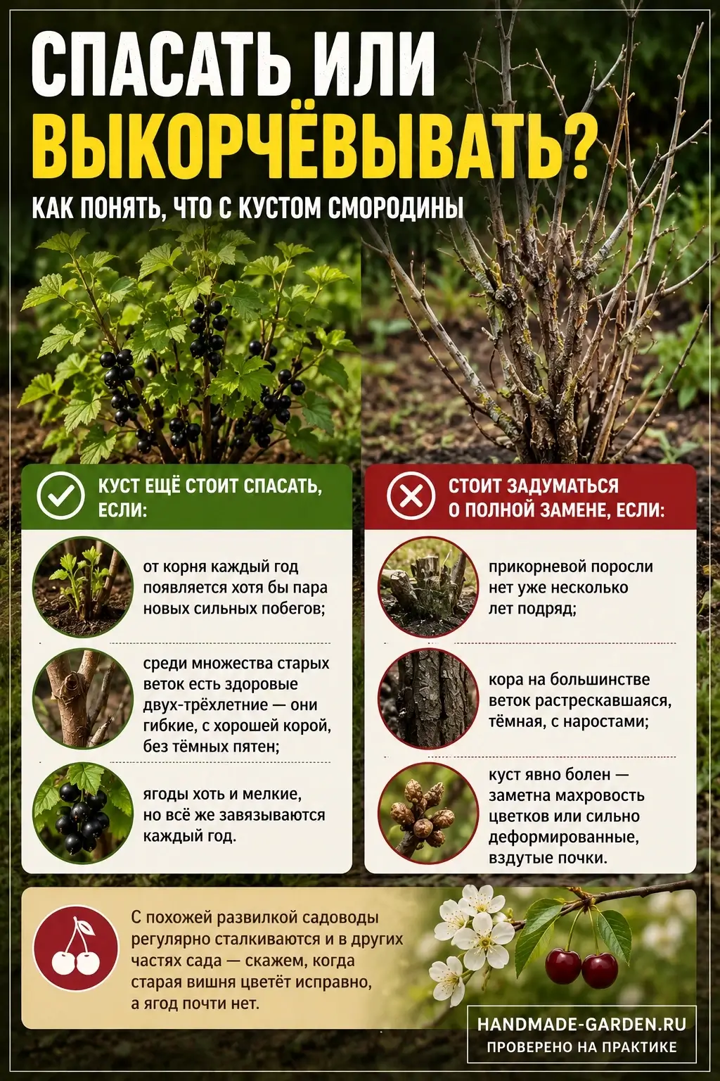 Омолаживающая обрезка смородины