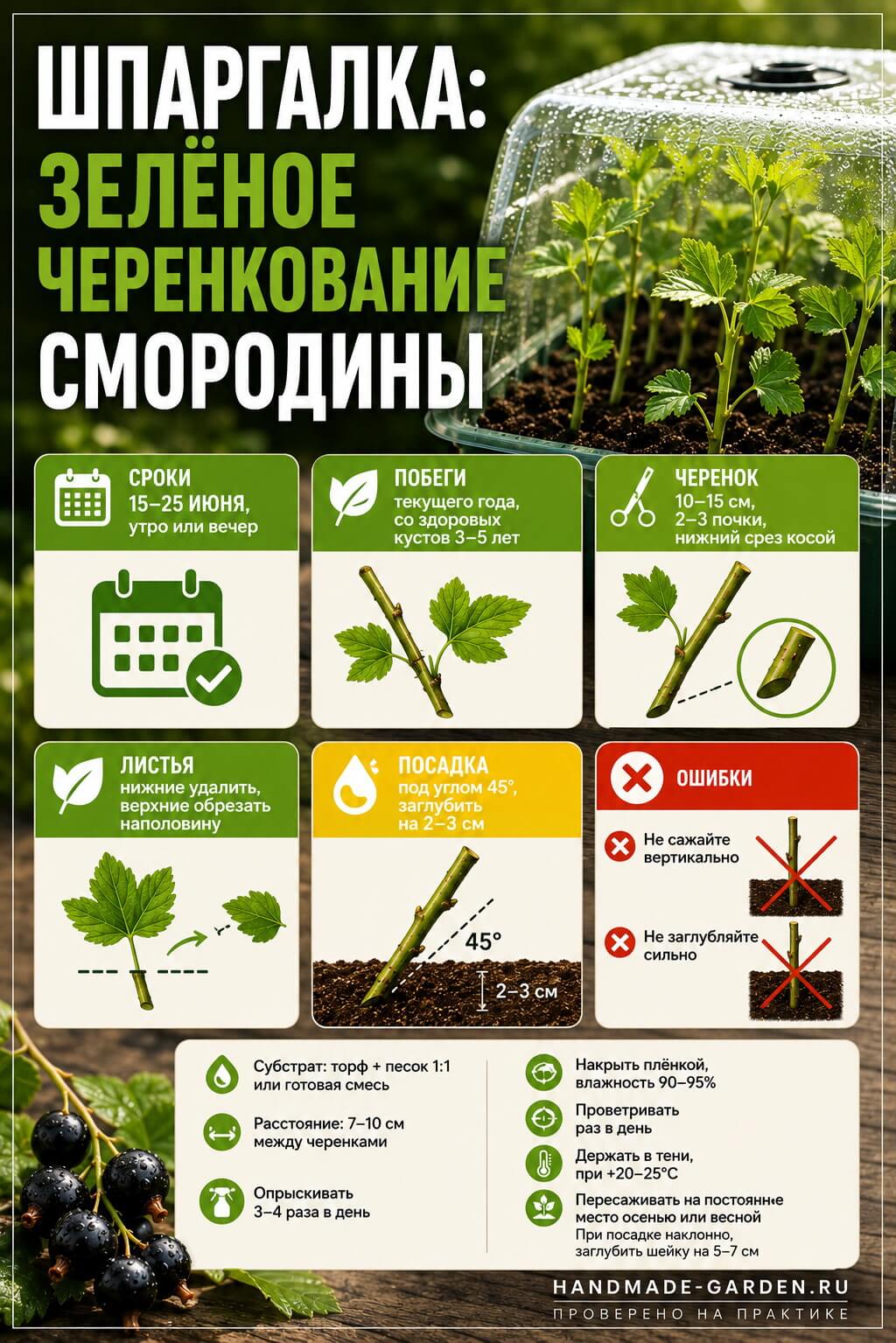 Шпаргалка: зелёное черенкование смородины