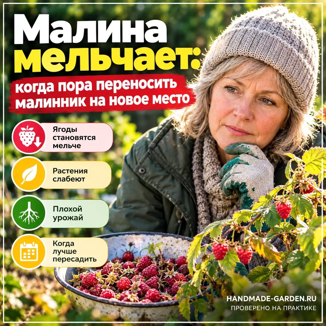 Малина мельчает: когда пора переносить малинник на новое место