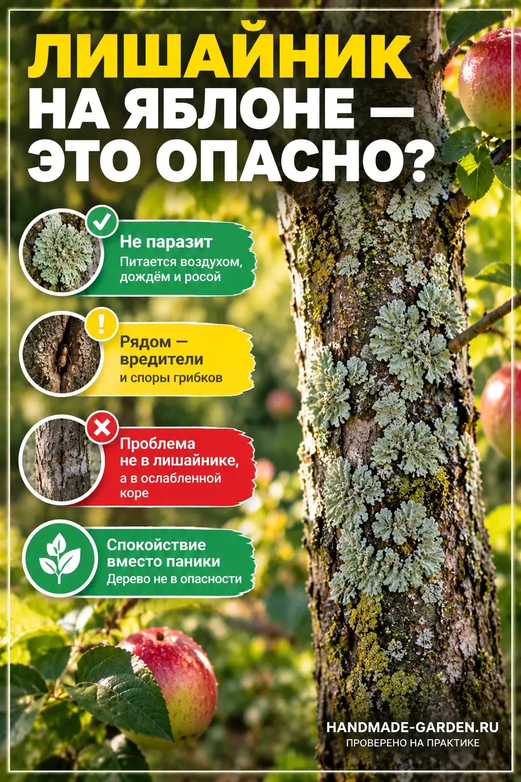 Лишайник на стволе яблони не опасен