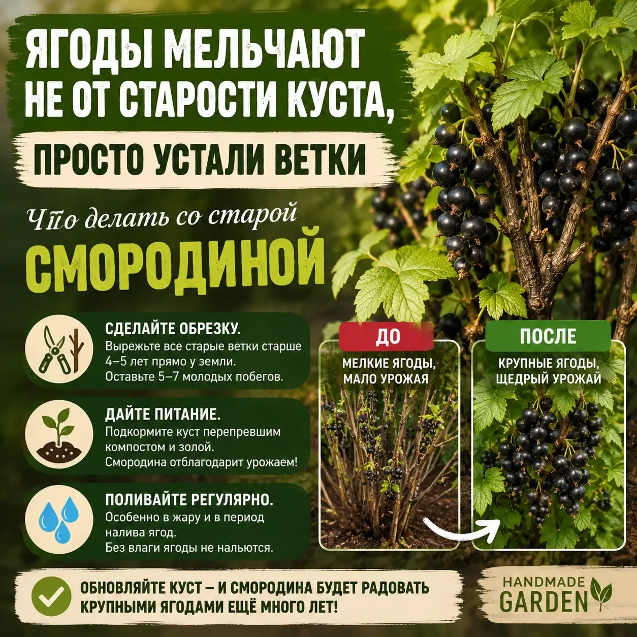 Ягоды мельчают не от старости куста, просто устали ветки: что делать со старой смородиной