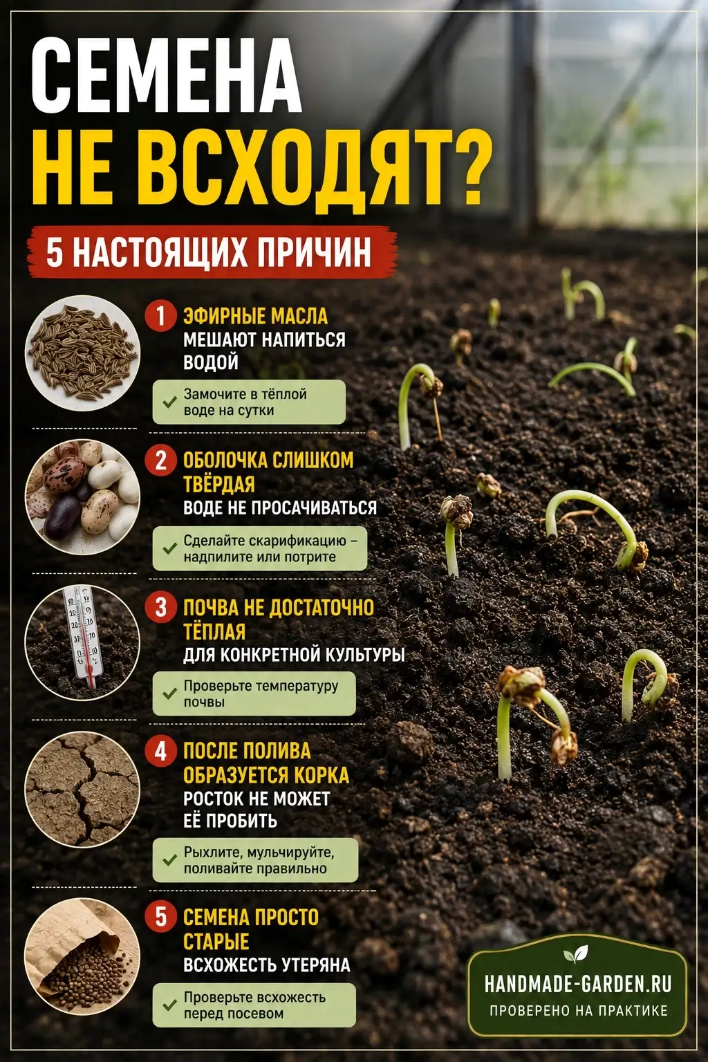 если семена не взошли