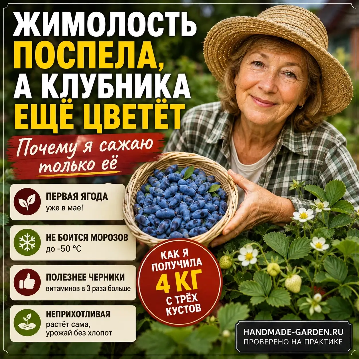 Жимолость поспела, а клубника ещё цветёт &mdash; почему я сажаю только её. Как я получила 4 кг с трёх кустов
