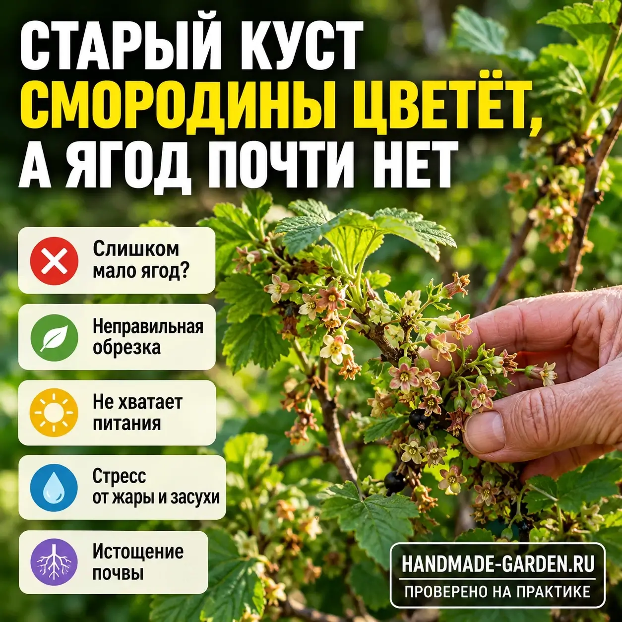 Куст огромный, а ягод &mdash; горсть: что не так со старой смородиной
