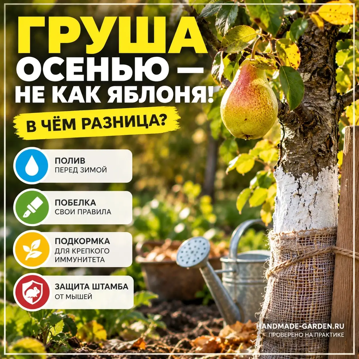 Груша мёрзнет и трескается