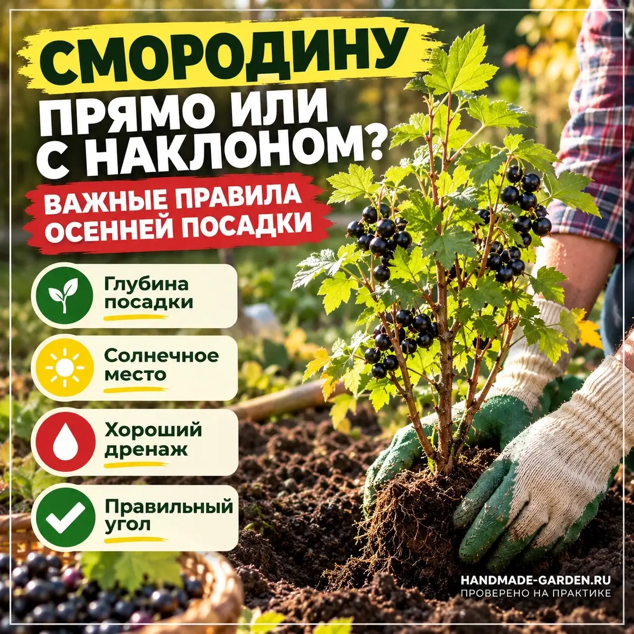 Сажать смородину прямо или с наклоном? Важные правила осенней посадки