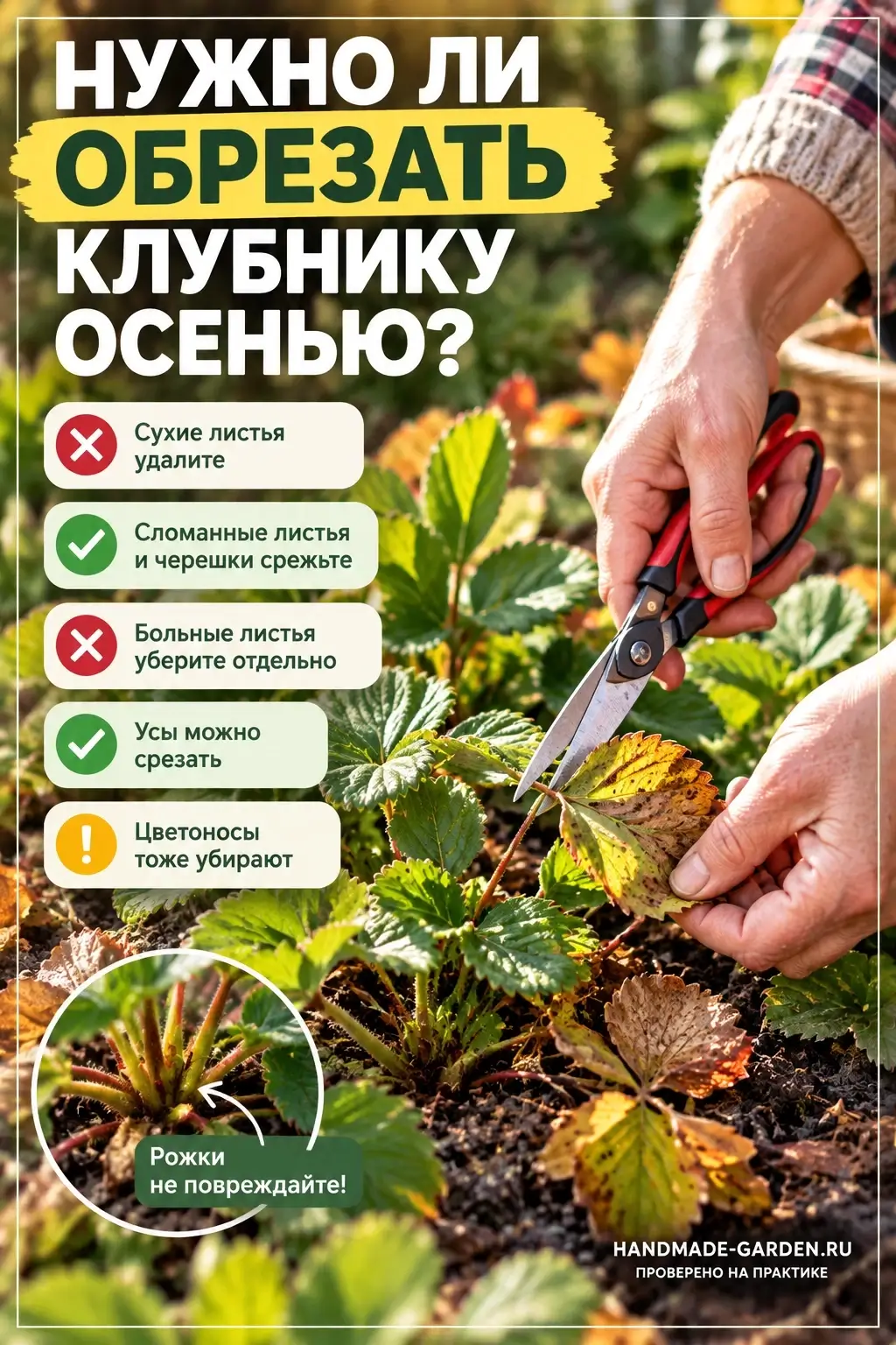 Полное скашивание клубники &mdash; нормальный приём ухода за взрослыми кустами