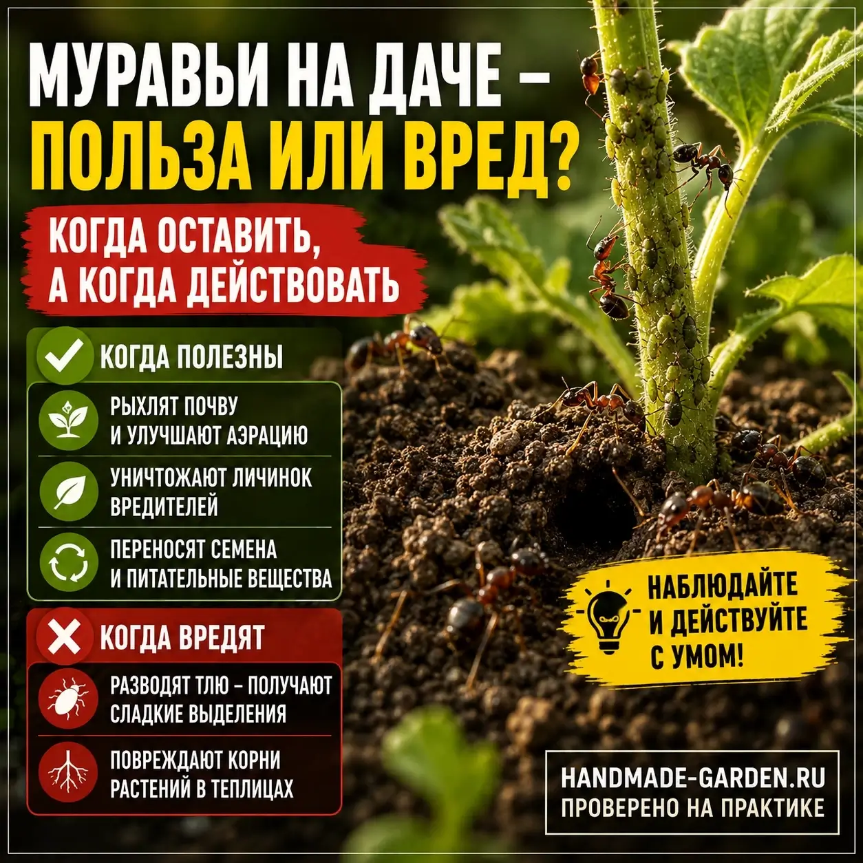 Хотите вытравить муравьёв? Сначала узнайте, сколько бесплатной работы они делают