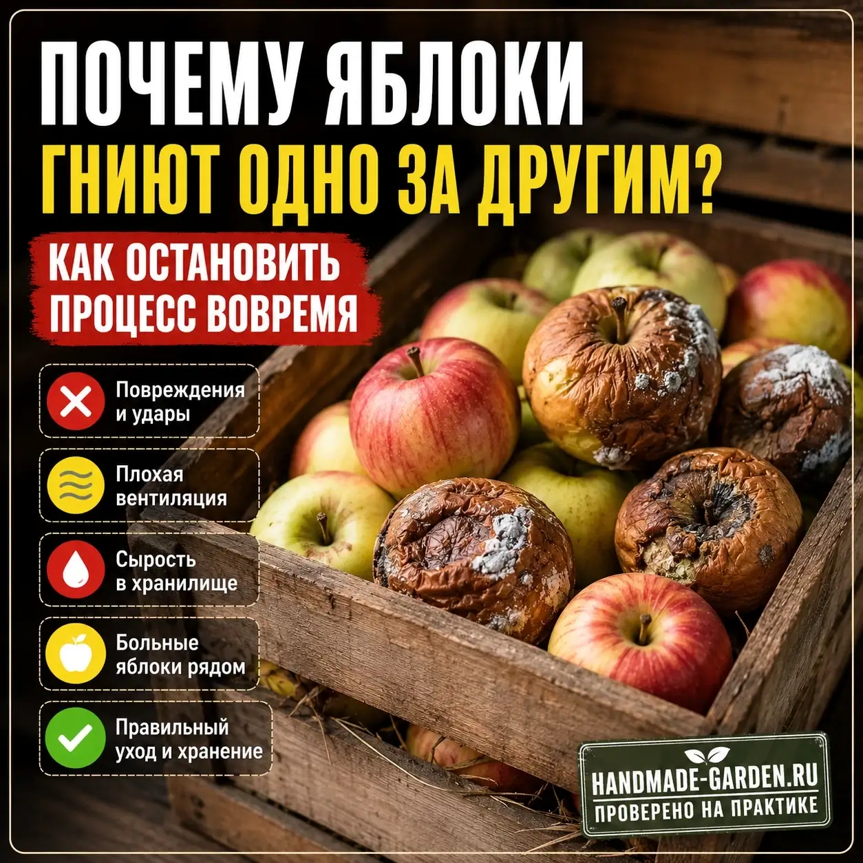 Одно гнилое яблоко &mdash; и весь ящик под угрозой: разбираемся почему