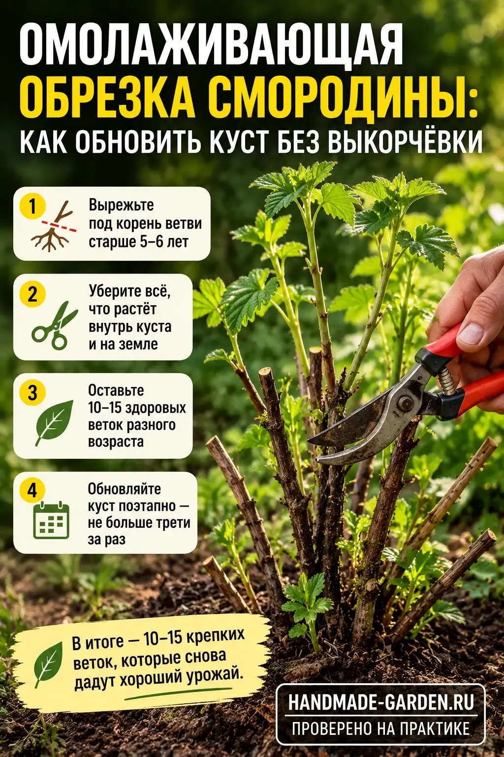 Омолаживающая обрезка смородины