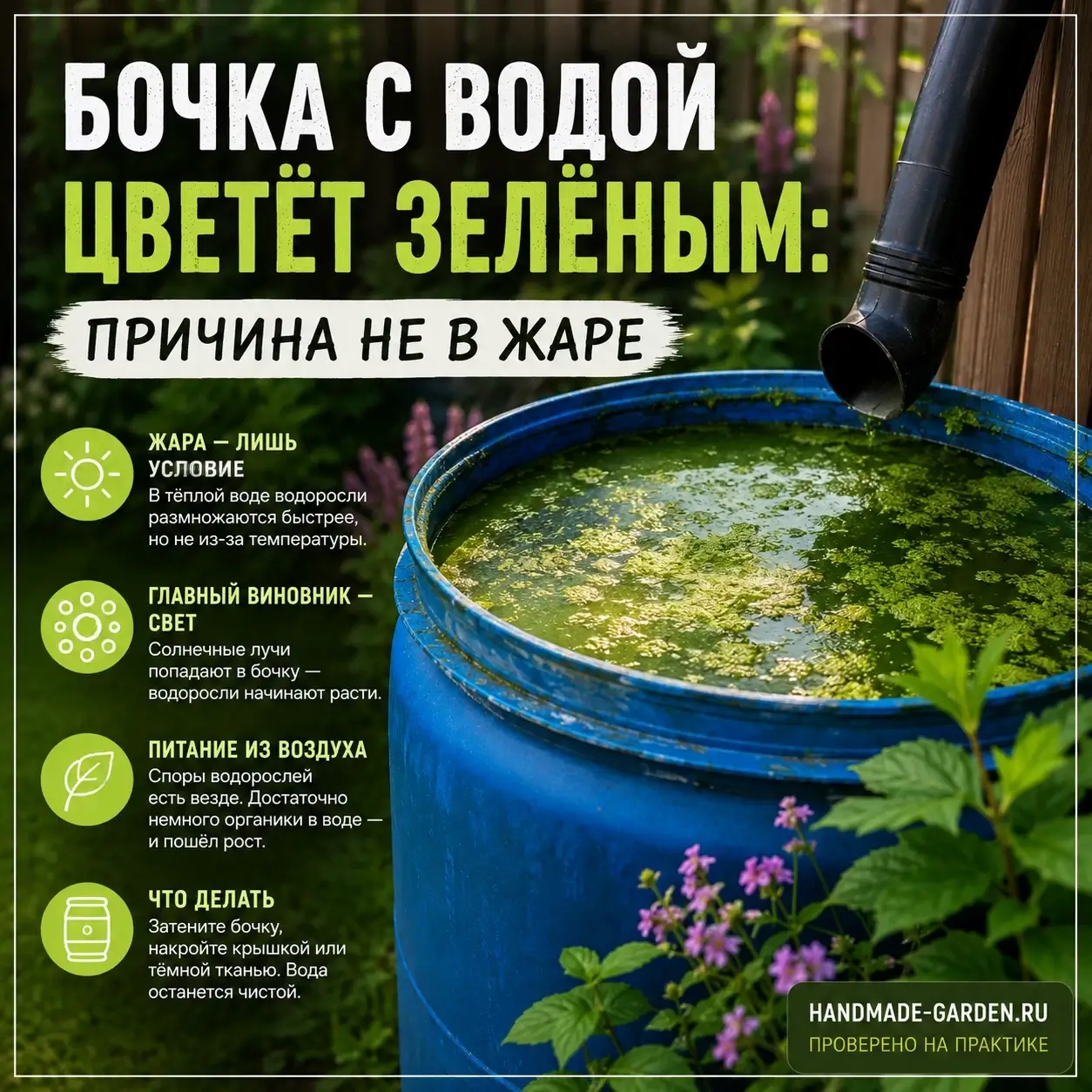 Бочка с водой цветёт зелёным