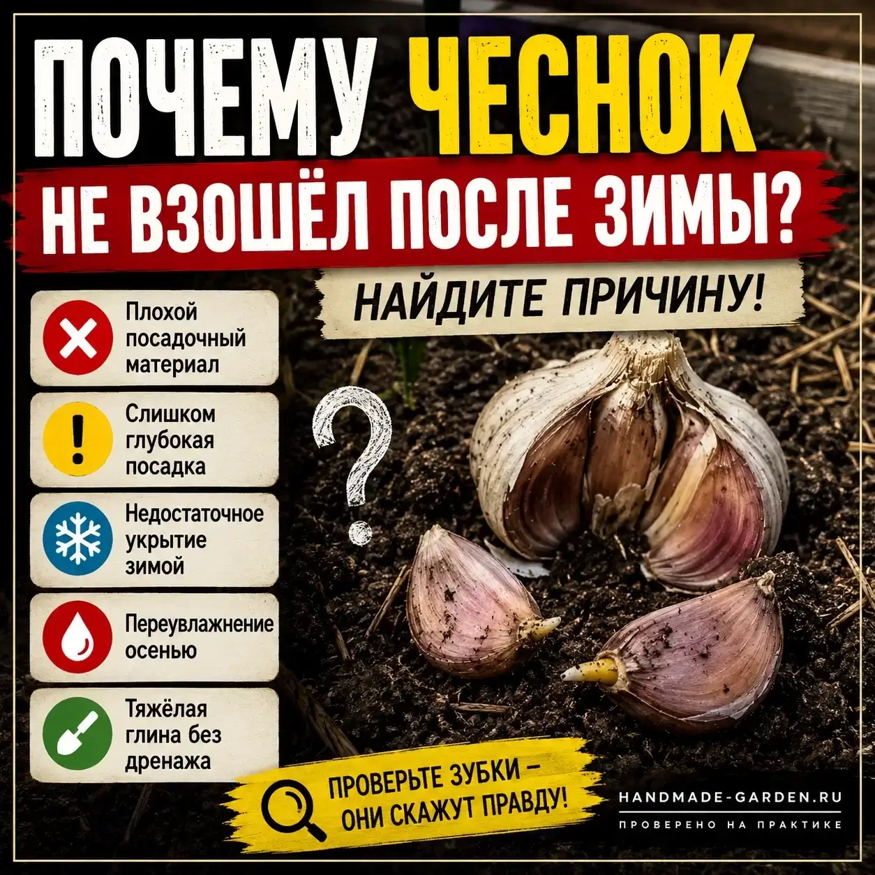Почему чеснок не взошёл после зимы? Рассказываем, как проверить состояние зубков