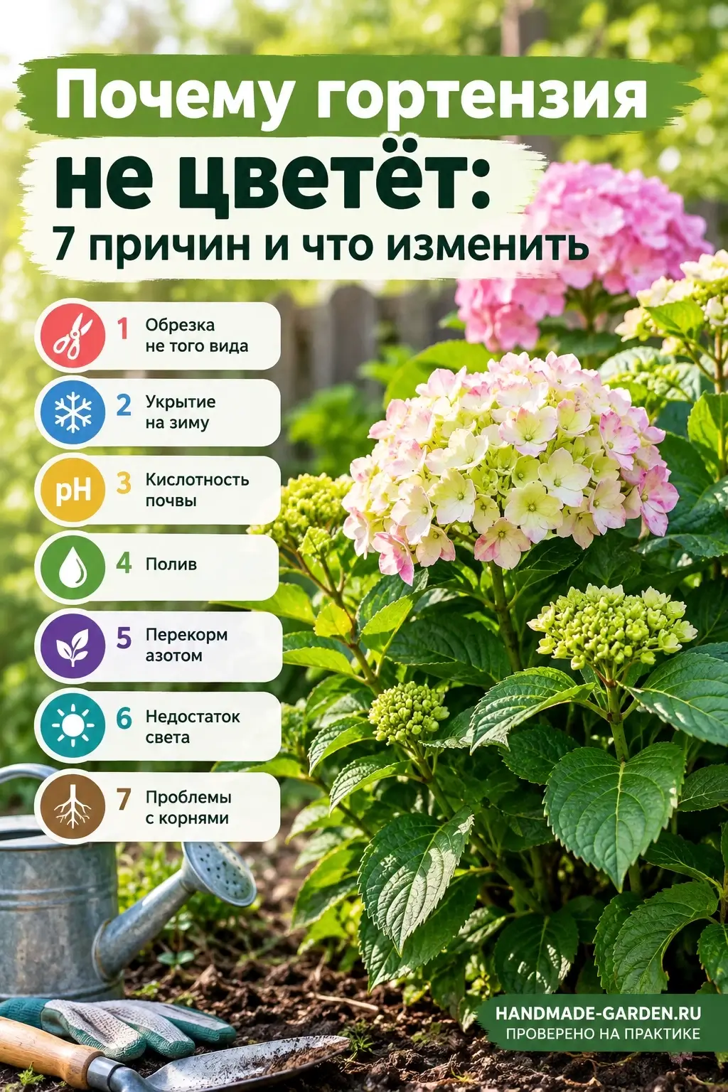 Почему гортензия не цветет