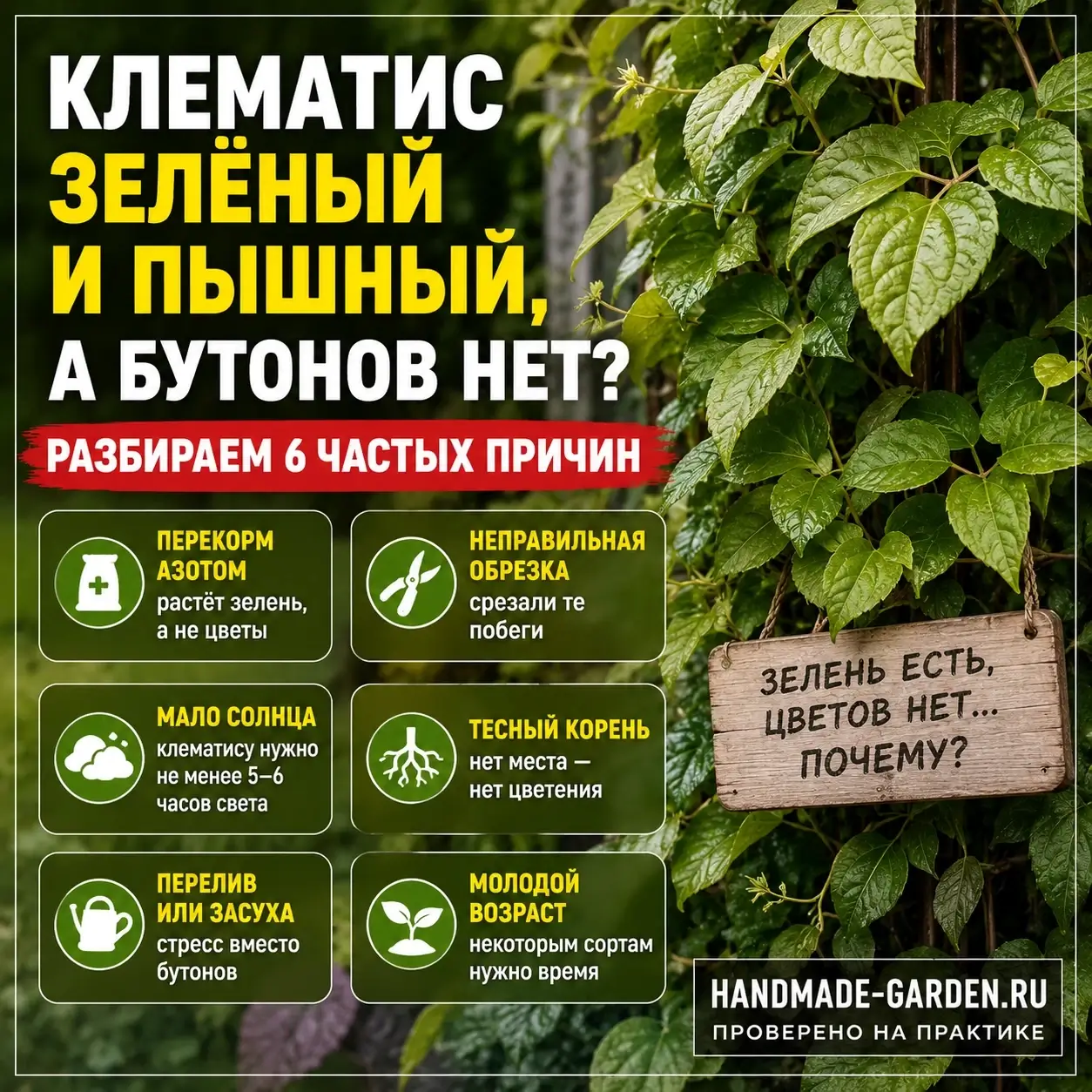 Пышная листва клематиса без единого бутона на клематисе
