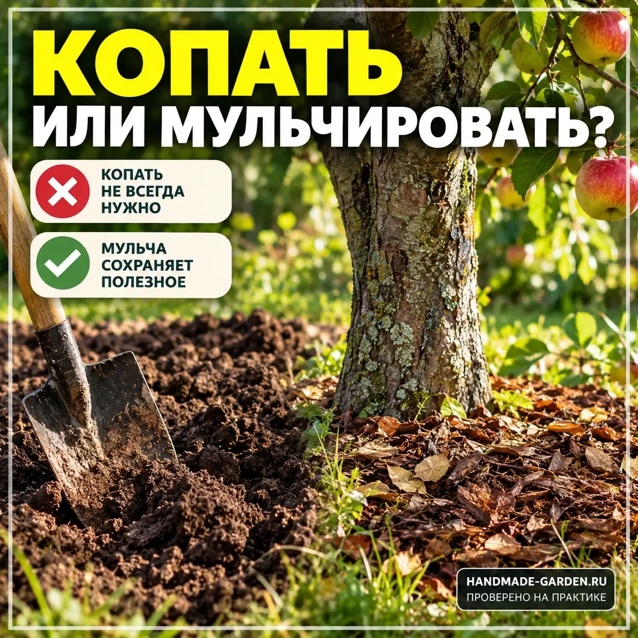 Копать приствольный круг под яблоней или лучше замульчировать