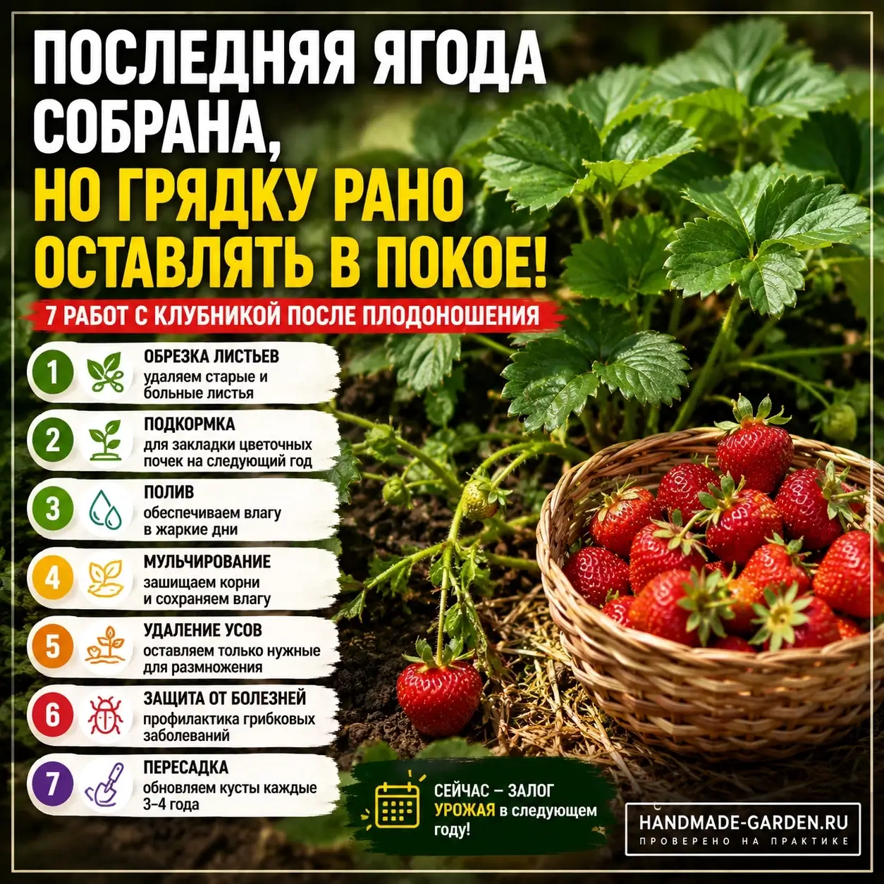 Грядка с клубникой опустела: 7 дел, которые нельзя откладывать на потом