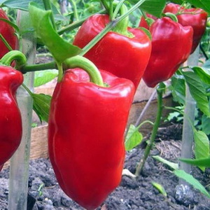Что такое перец Кубанелль