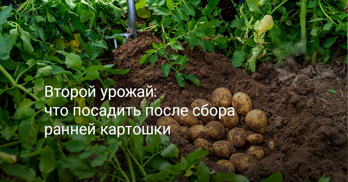 Что посадить после картофеля?