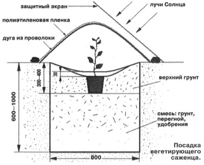 Посадка вегетирующего саженца.