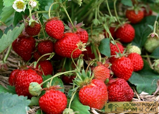Уход за клубникой весной