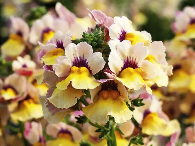Немезия гибридная (Nemesia hybrida) Немезия гибридная (Nemesia hybrida)