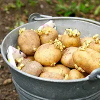 Различные способы проращивания картофеля