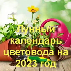 Лунный календарь комнатных цветов на май 2023 года 