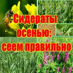 Особенности посадки сидератов в осенний период